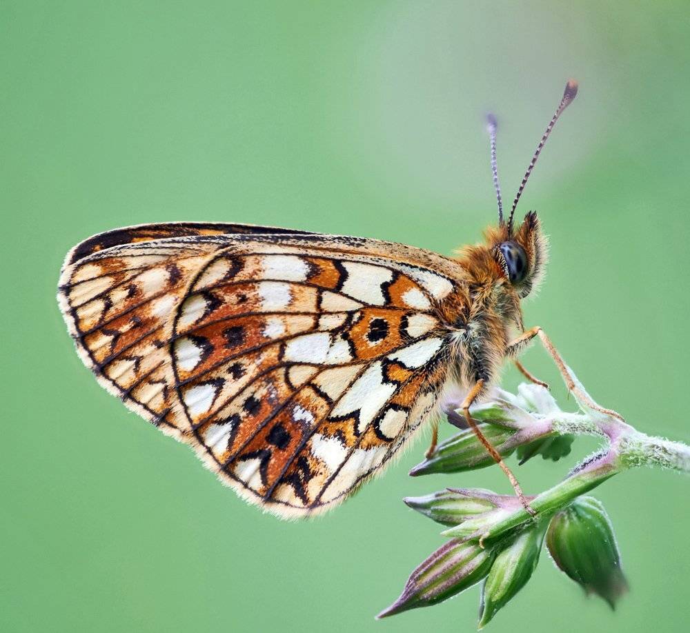 ***. Автор: Alexey Gnilenkov , Alexey Gnilenkov