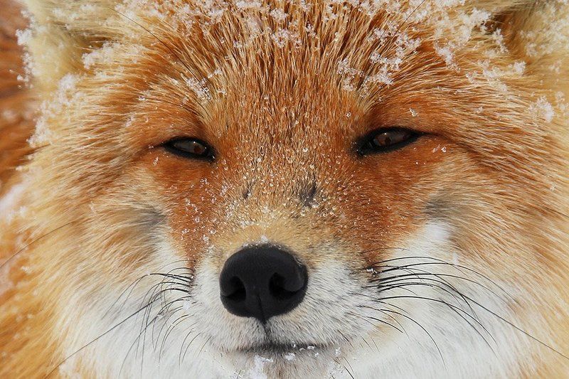 Мудрый лисphoto preview