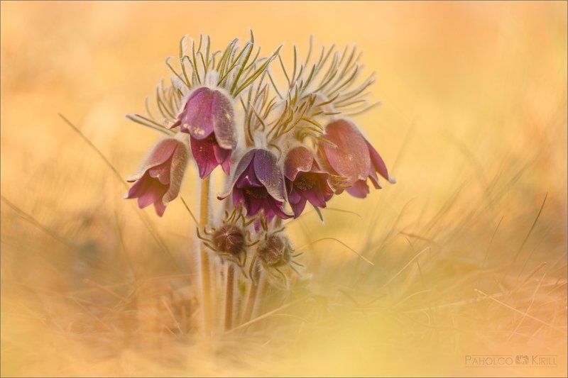 Большие и маленькиеphoto preview