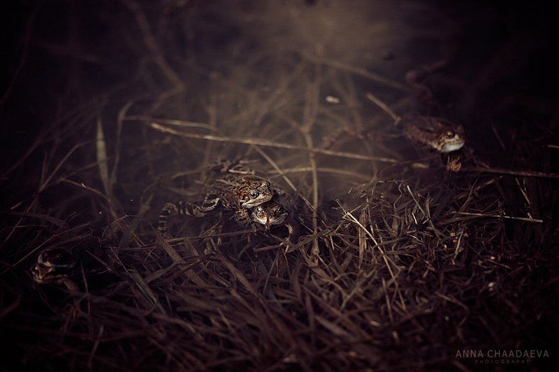 Лягушачья любовьphoto preview