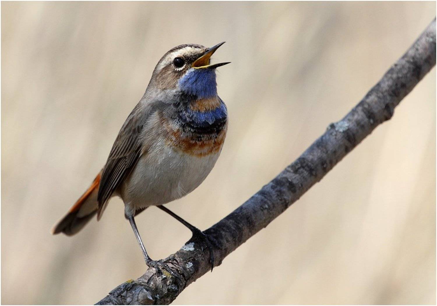 ***. Автор: Алексей Макаров варакушка,самец, Алексей Макаров