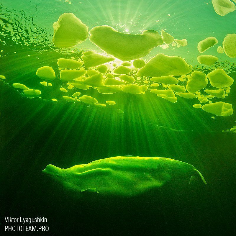 Весеннее солнце и белухе приятноphoto preview