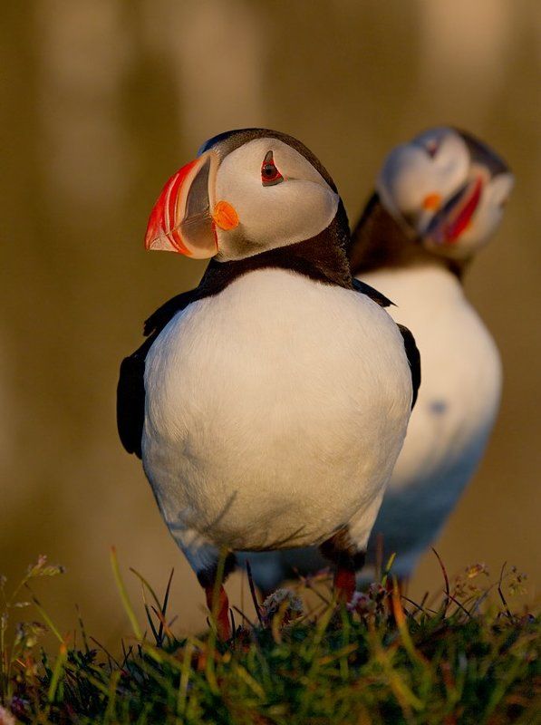 Ку-куphoto preview