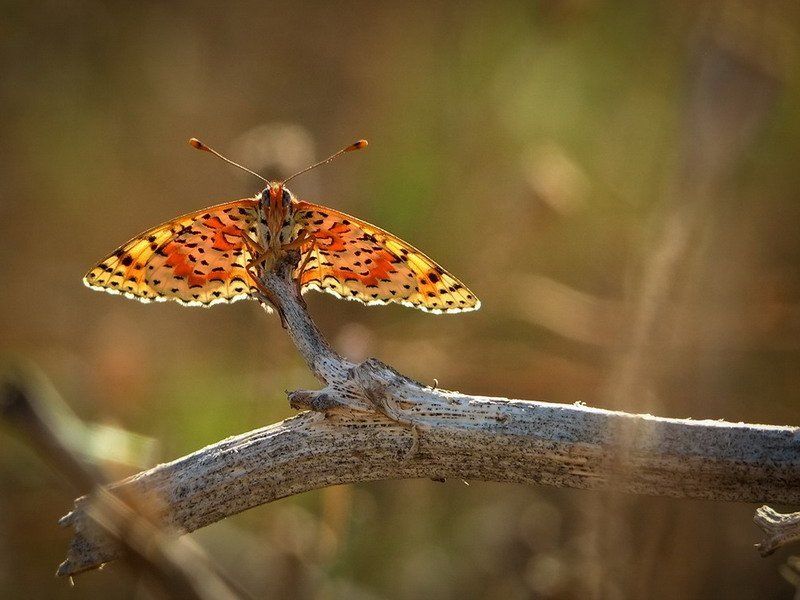 Разукрашенное лето.photo preview