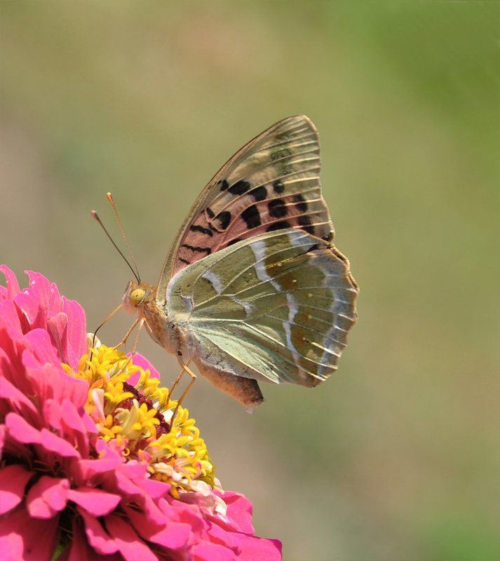 ***** фото превью