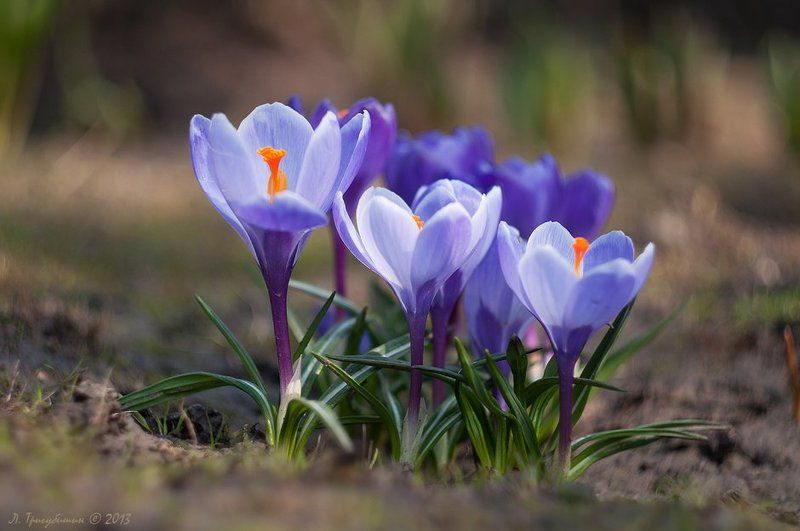 Равняйсь... Смирно!photo preview