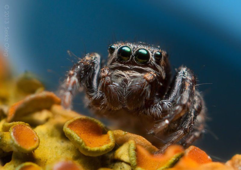 jumping spider, macro, close-up, nature, evarcha arcuata, small, cute, eyes, jump, spider, art, ukraine, chernivtsi, oleg serkiz, олег серкиз, макро, паук скакунчик Moon Jumperphoto preview
