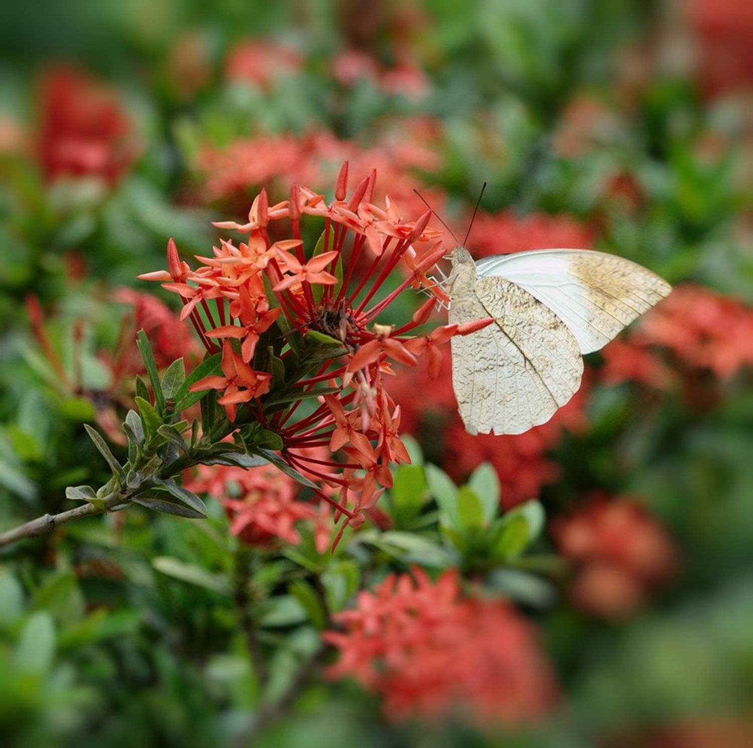 ***. Автор: Alexey Gnilenkov , Alexey Gnilenkov
