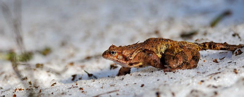 Весна, едрён-батон! фото превью