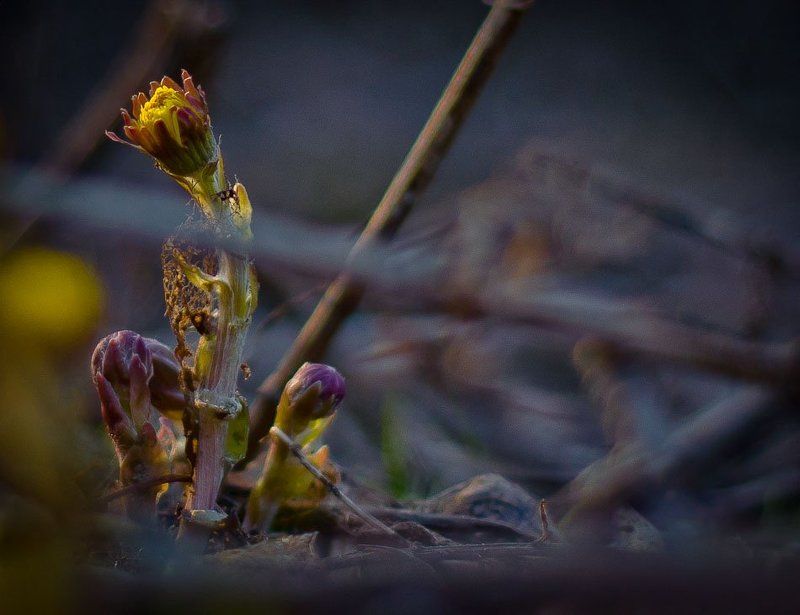 Пробуждениеphoto preview