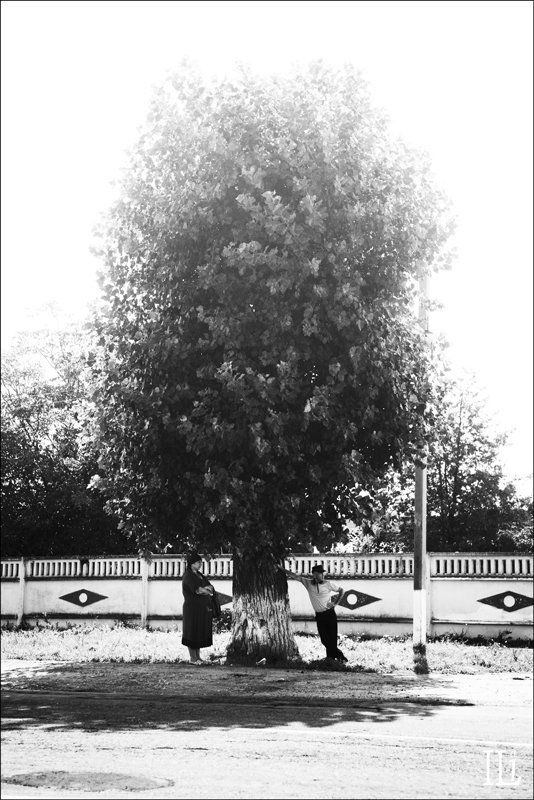 дерево, тень Похвала тениphoto preview