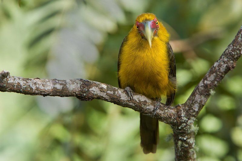 шафрановый арасари, птицы, бразилия Арасариphoto preview