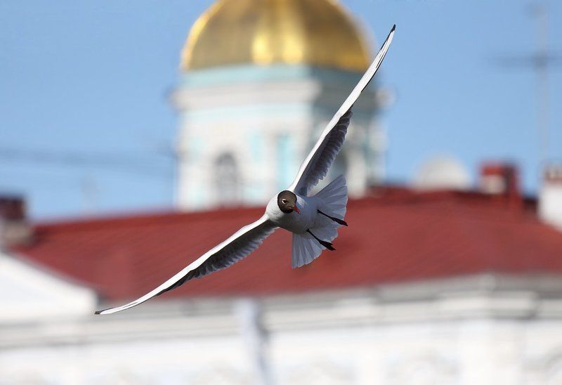 у Никольскогоphoto preview