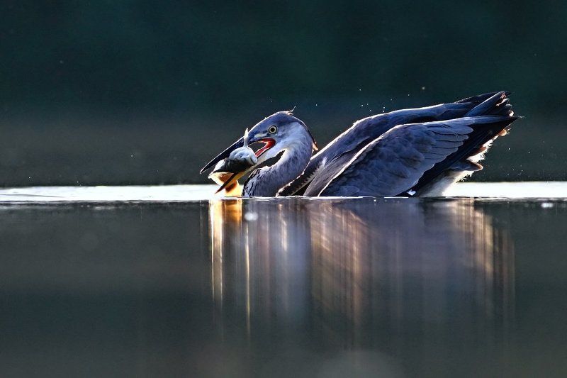 Grey Heronphoto preview