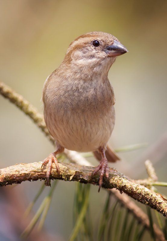 Sparrowphoto preview