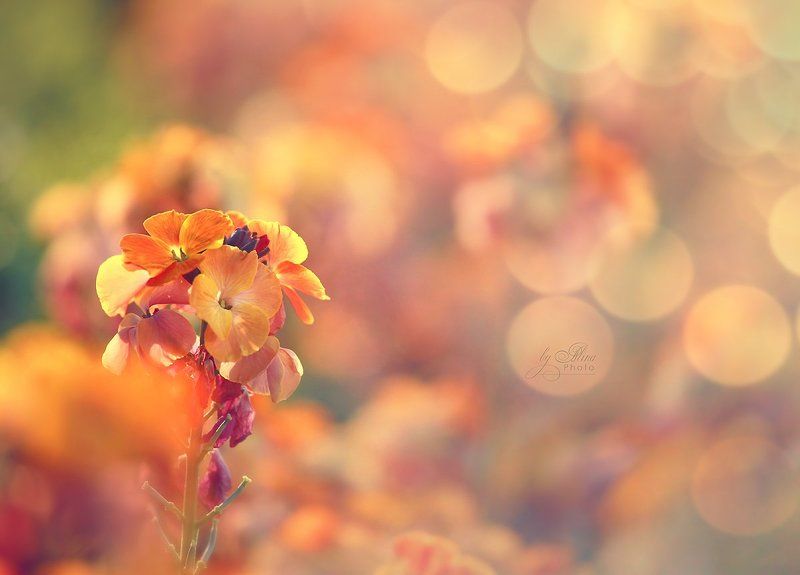 весеннее настроениеphoto preview