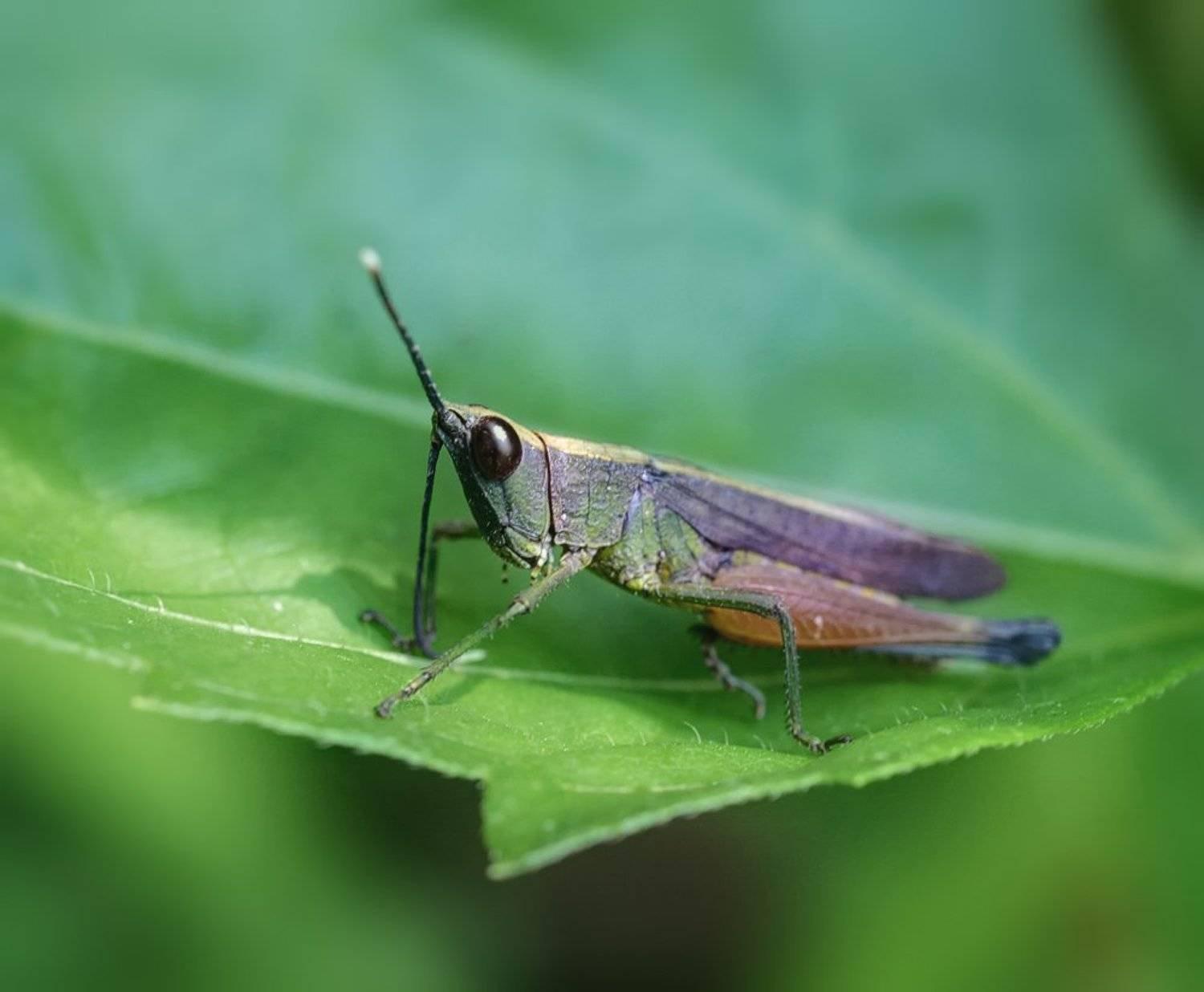 ***. Автор: Alexey Gnilenkov , Alexey Gnilenkov