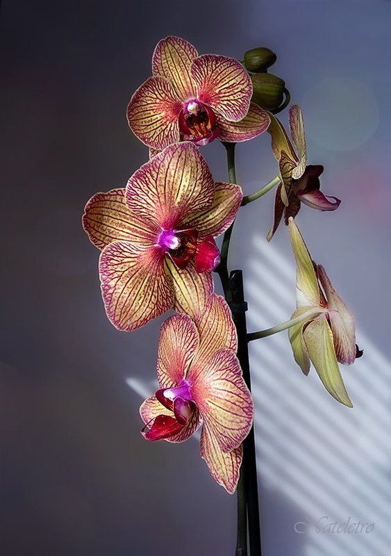 цветы, орхидея Солнечность Орхи...photo preview