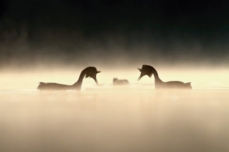 in lovephoto preview