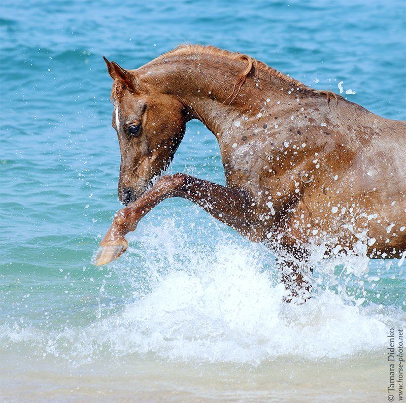 Морской конекphoto preview