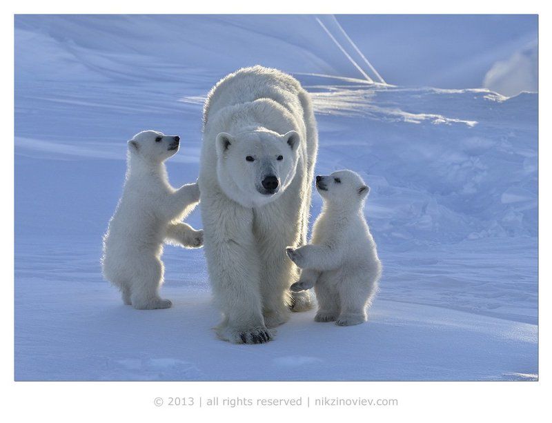 белая медведица, медвежата, дикая природа, арктика, канада, николай зиновьев Наша мама лучше всех!photo preview