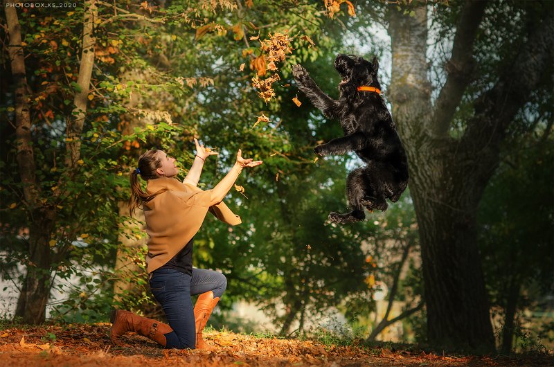 осень, портрет, движение, собака, анималистика Осеньphoto preview