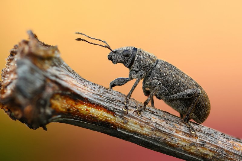 макро,природа,насекомое,животное,жук,долгоносик,цвет,растение,коричневый На бревнеphoto preview