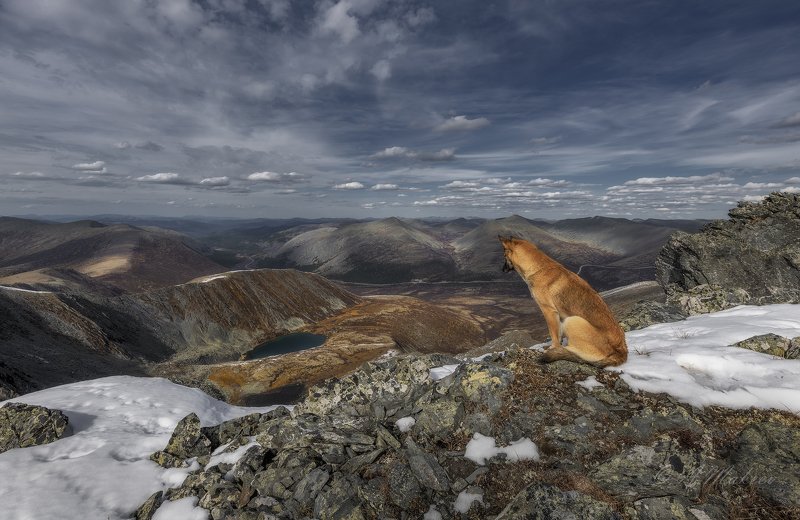 сибирь, хакасия, горная хакасия, саянский перевал, позарым Созерцательphoto preview