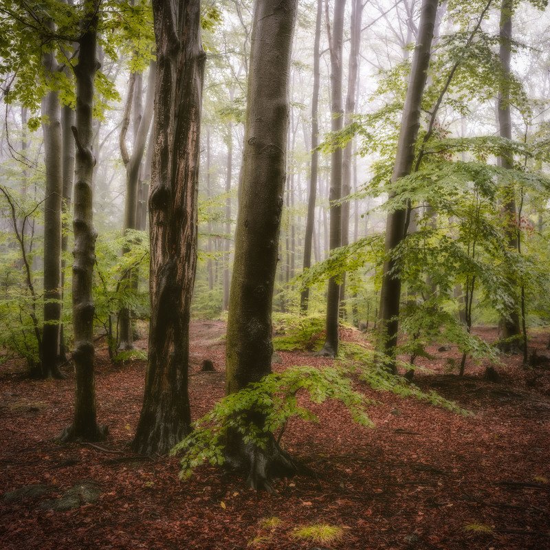 forest, fog, rain, autumn, forest landscape, trees, mystical, mysterious Rainy forest landscapephoto preview