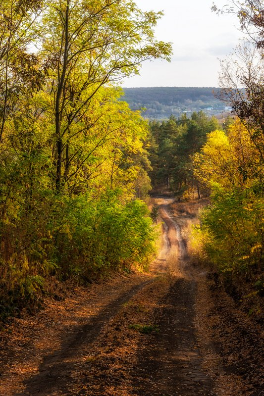 осень, осенний лес, лесная дорога ***photo preview