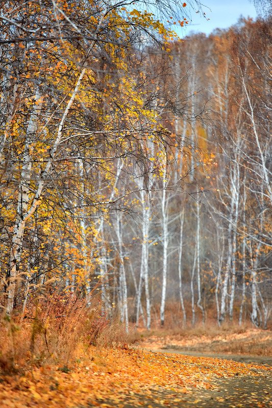южный урал,оренбургская область, орск, новотроицк,башкирия, башкиртостан Осенняяphoto preview