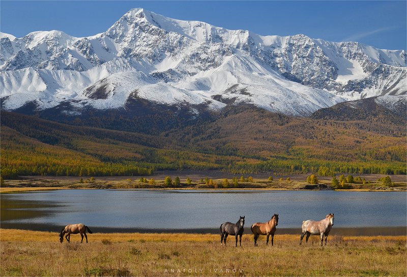республика алтай, урочище ештыкёль, озеро джангысколь, северо-чуйский хребет На озере Джангыскольphoto preview