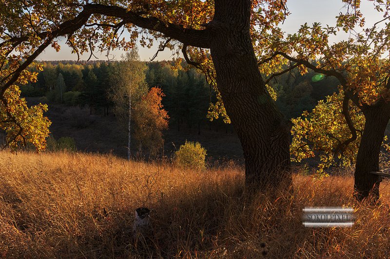 Окно в осеньphoto preview