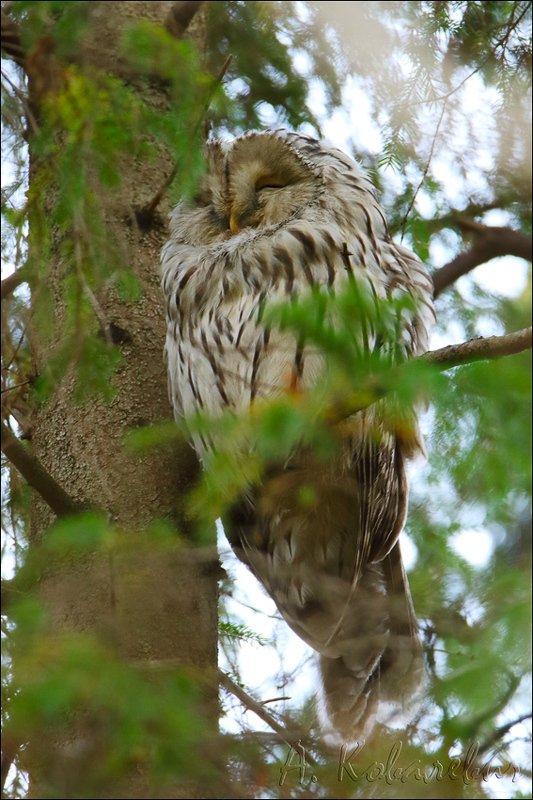 Длиннохвостая неясыть фото превью