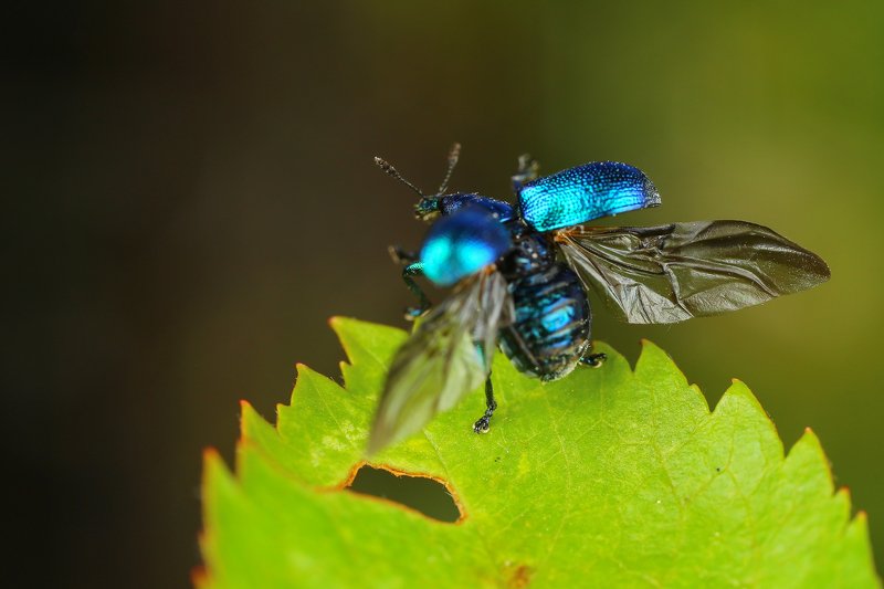 макро,природа,насекомое,животное,жук,долгоносик,цвет,растение,зеленый,синий К взлету готовphoto preview