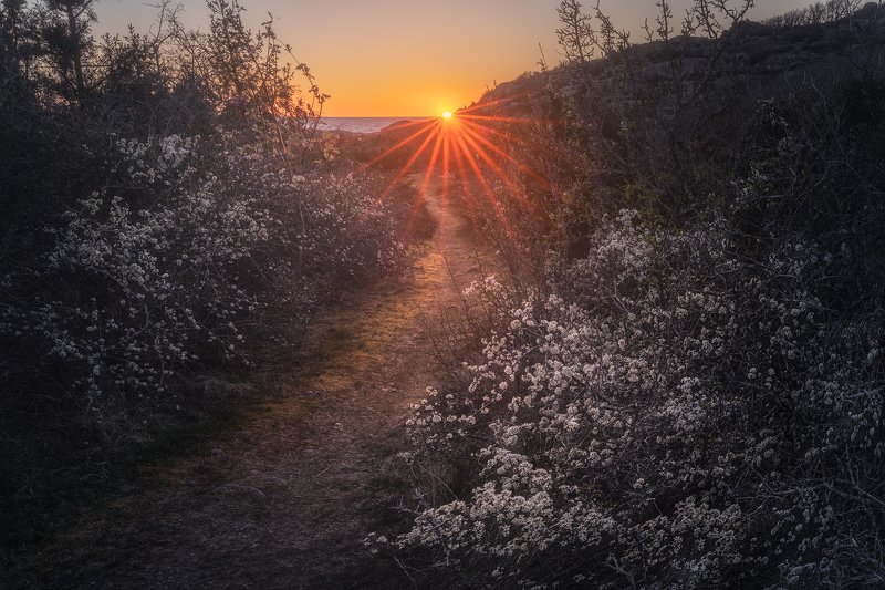 blackthorn, blackthornflowers, Bohuslän, Bushes, Coast, Evening, flowers, Hike, hiking, Ocean, outdoors, path, pathway, ramsvik, Scandinavia, Sea, Shore, sloe, spring, Sunrays, Sunset, Sunstar, Sweden, swedishwestcoast, Track, trekking, Walk, Walking, wan Pathway to the Seaphoto preview