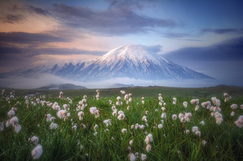 камчатка,толбачик,рассвет,вулкан промокшая пушицаphoto preview