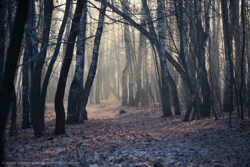europe, kuzminki, russia, autumn, fog, gauze, haze, hoar-frost, morning, nature, november, park, европа, кузьминки, москва, россия, дымка, иней, ноябрь, осень, парк, природа, туман, утро морозная дымка поздней осени / frosty haze of late fallphoto preview