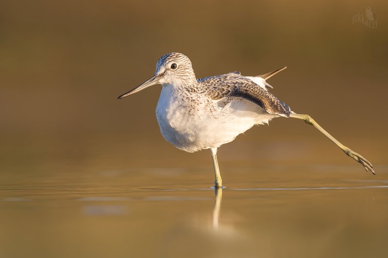 greenshankphoto preview