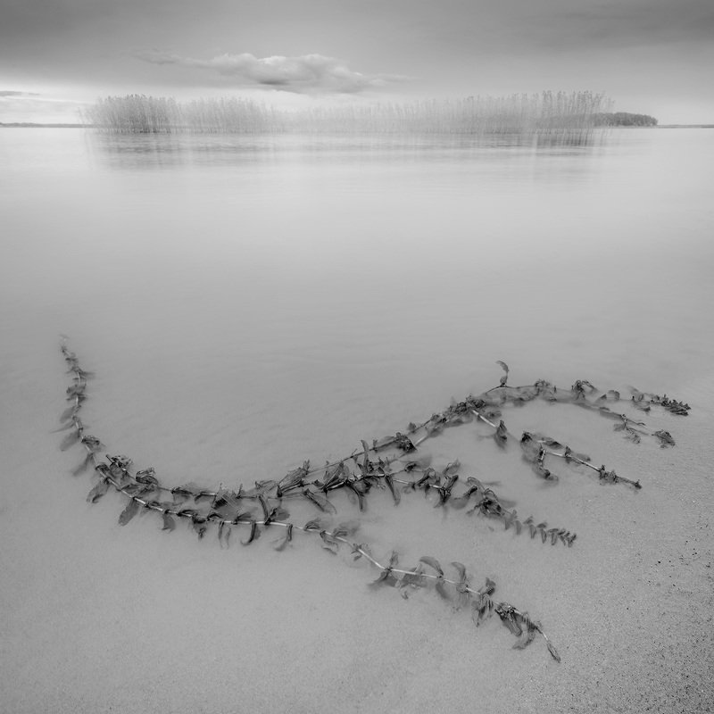 Цветы Нептунаphoto preview