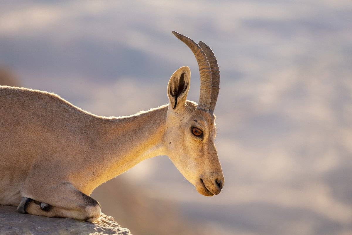 mountain goat. Автор: Nikolay Tatarchuk , Nikolay Tatarchuk