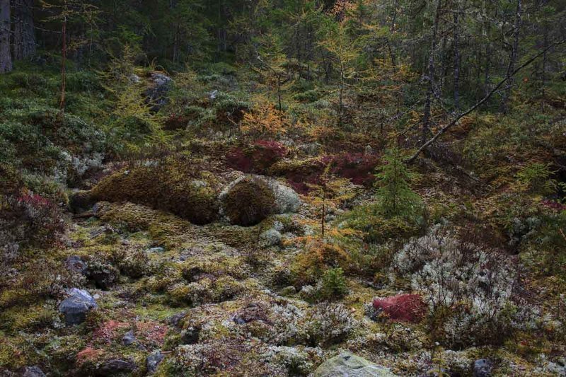 Сказочный лесphoto preview