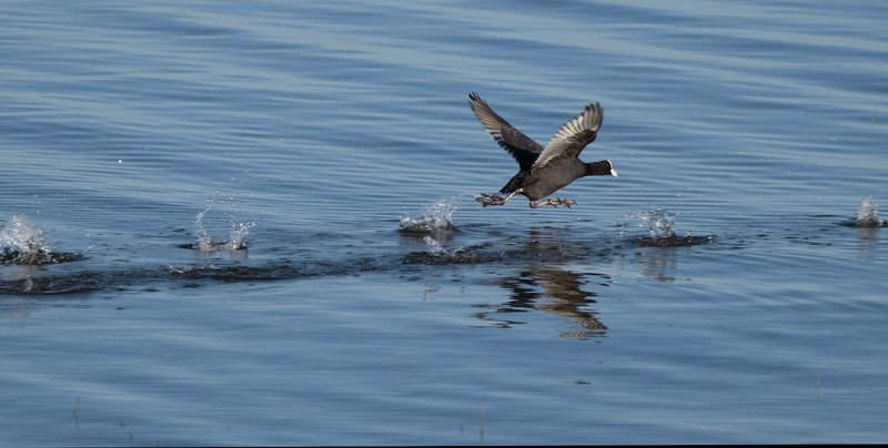 природа, птицы, полёт К закрытиюphoto preview
