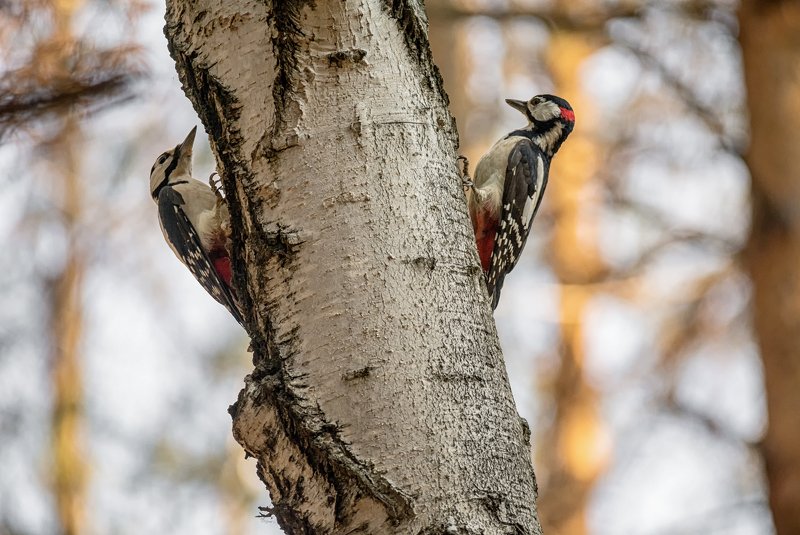 птица, большой пёстрый дятел, самец, лес, ссоры соседи забияки..photo preview
