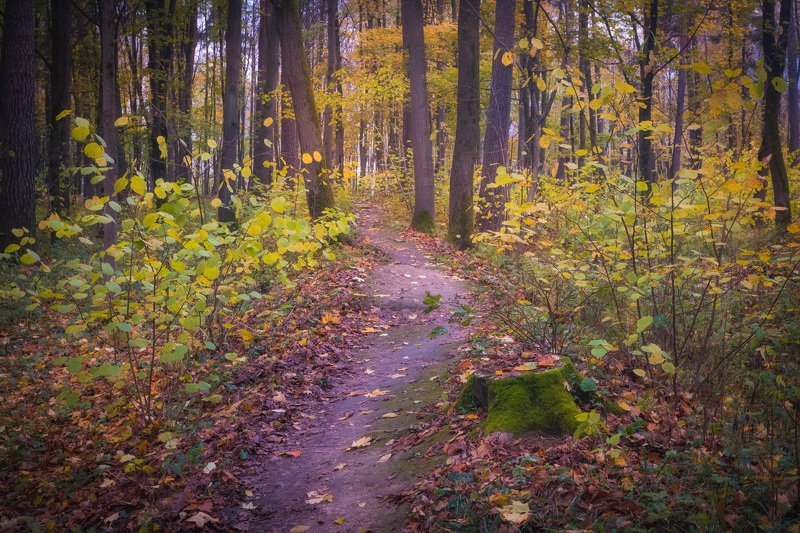 В осеннем паркеphoto preview