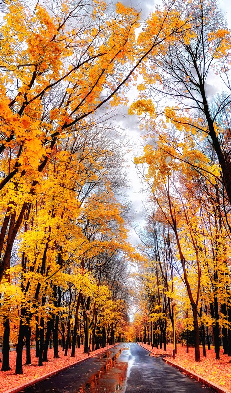 осень Осенние аллеи МГУphoto preview