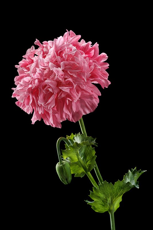 цветы, цветок, флора, природа, мак, маки, розовый, лепестки, цвет, черный Восточный макphoto preview