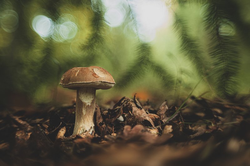 Boletus, macro, forest, mushroom Boletus badiusphoto preview
