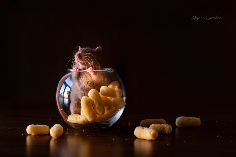 крыса, животные, анималистика Довольная морда... :)photo preview