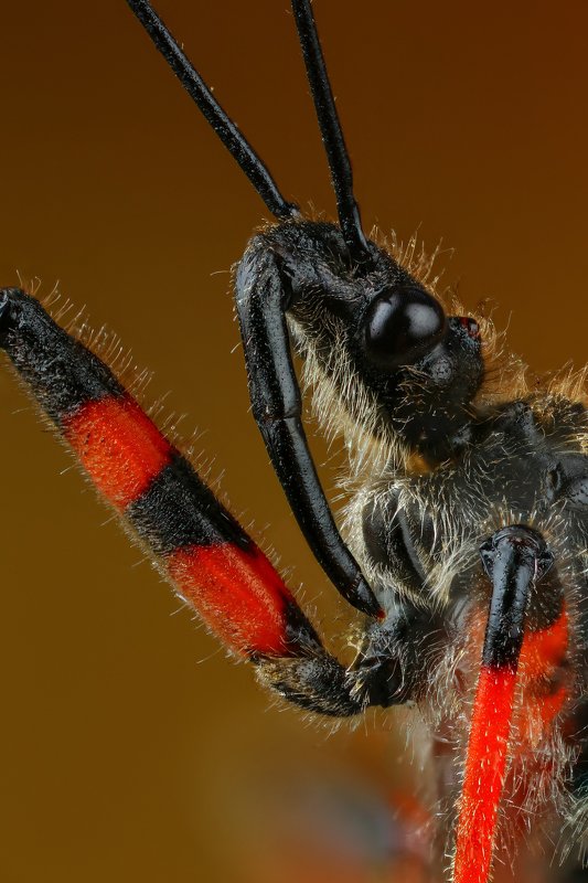 макро,природа,клоп,цвет,коричневый,красный,черный,животное,насекомое,портрет Копьёphoto preview